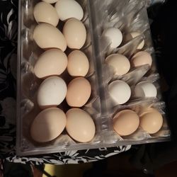 Serama Hatching Eggs 