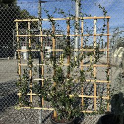 Star Jasmine Trellis 