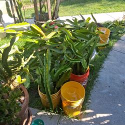 Dragon Fruit,Love and other Plants