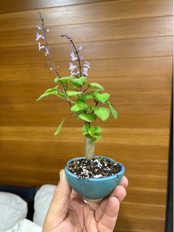 Bonsai menta