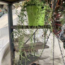 Banana String Plant 6 Inch Pot.