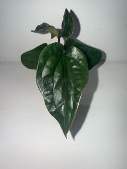 Anthurium Radicans x Luxurians