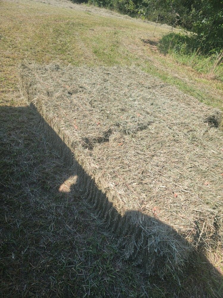 Soft, Short Cut Horse Hay