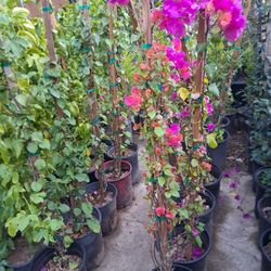 Buganvilias Pink 5gln 3ft
