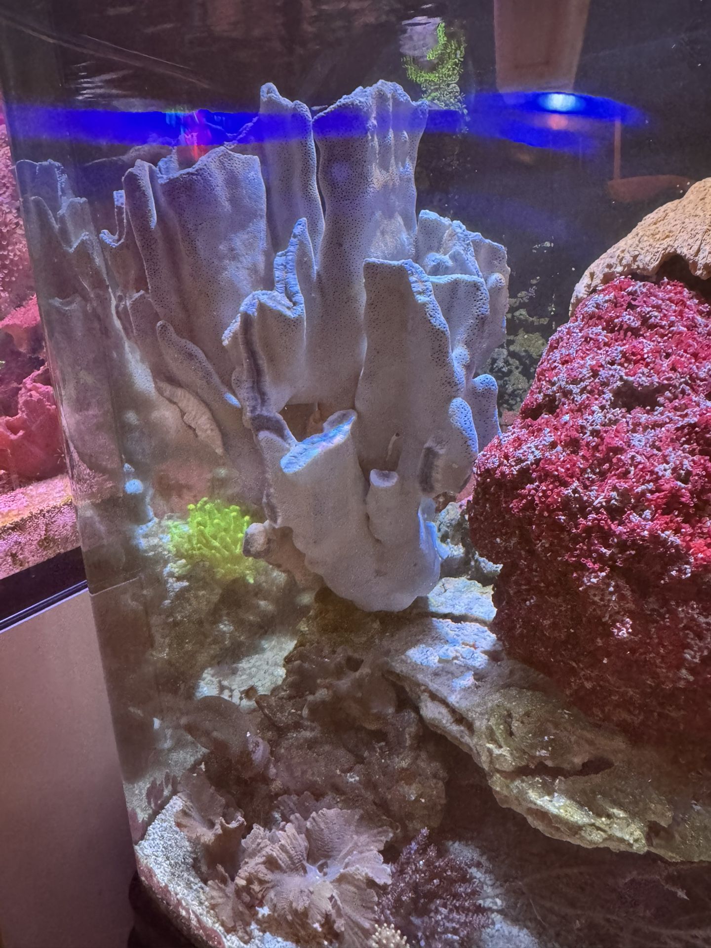 Tank Saltwater Decoration