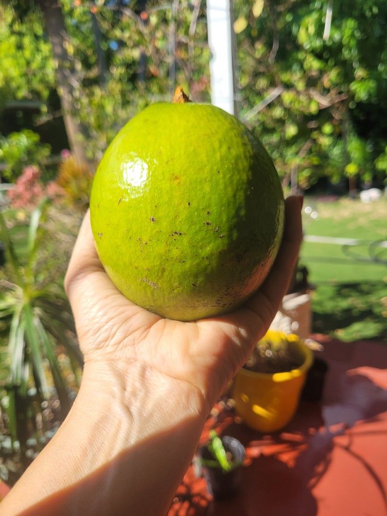 avocado plant
