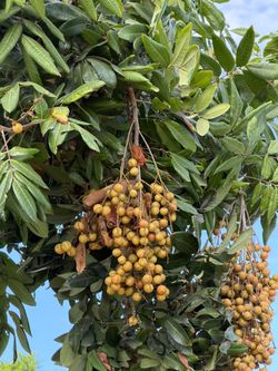 FRESH  and delicious organic longan fruit