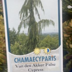 Rare Weeping Alaskan Cedar Trees 