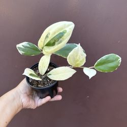 4” Hoya Incrassata Variegated