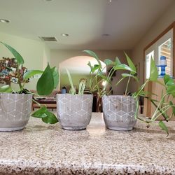 Lot Of 3 Nice Matching  plants in ceramic pots