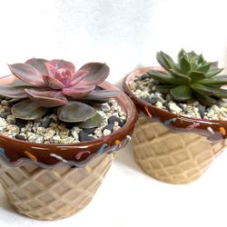 Cute Succulents House Plants In 3"H Pots Ea.