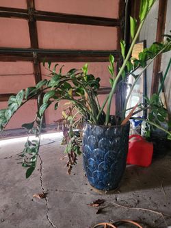 Plant and pot
