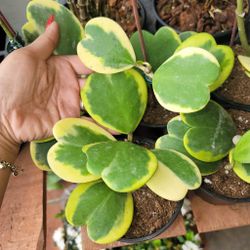 High Variegation Hoya Kerrii    SweetHeart Plant Lan cẩm cù