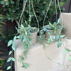 Hoya Lunacosa Mint