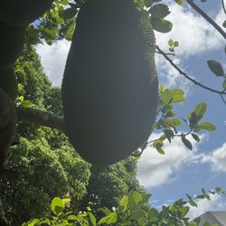 Organic Jack Fruit