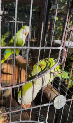 Parakeet/ quakers