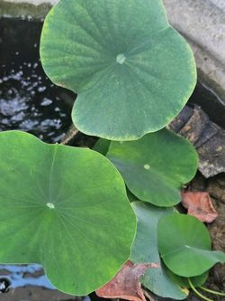 Lotus Plant White Flowers