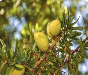 Argan tree seeds Moroccan