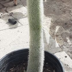 Silver Torch Cactus Plant