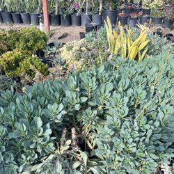 Succulent