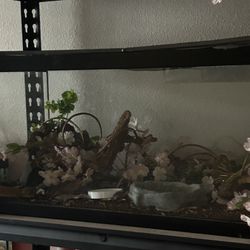 Leopard Gecko Enclosure 