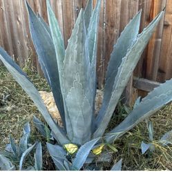 Agave 