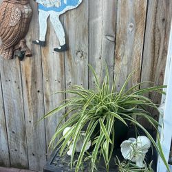 Spiders Plant 