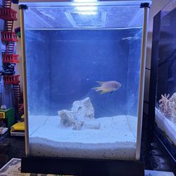 Fluval Spec III Fish Tank Aquarium 