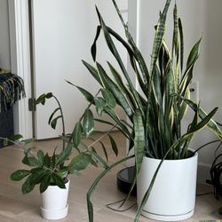 Plants With Pot 