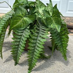 YARD SALE: Artificial House Plant