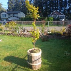 Coralbark Japanese Maple Tree