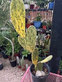 Opuntia