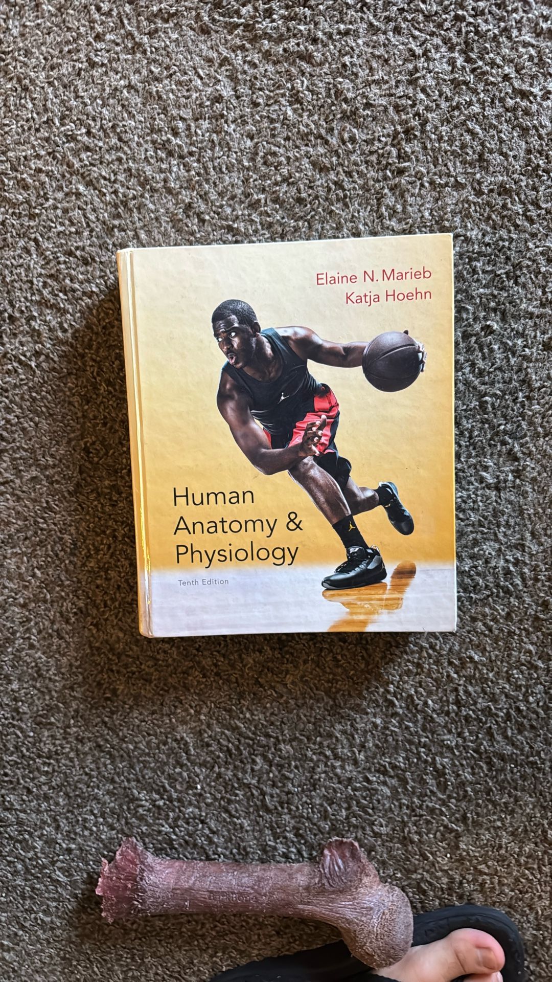 Human anatomy & Physiology 10th Edition By Elaine N. Marieb And Katja Hoehn 