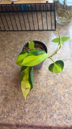 Philondendron Brasil