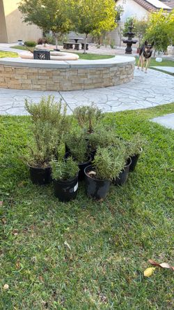 Rosemary plant