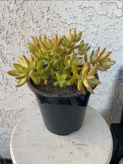 1.5 Gallon Pot Succulent Plant - Sedum Adolpho Nussbaumerianum - Orange Delight - Coppertone Stonecrop - Rooted & Established - Drought Resistant - 🪴