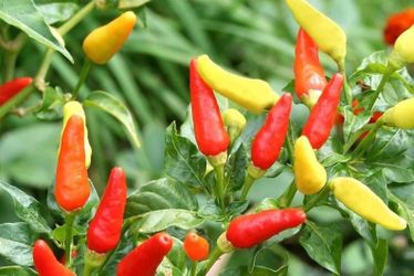 Tabasco Pepper Plants For Sale ($4 per dozen plants or $2 per half dozen)