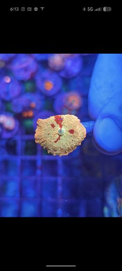 Jawbreaker Mushroom Fake Coral Decorations Corals Marine Aquarium Fish Tank
