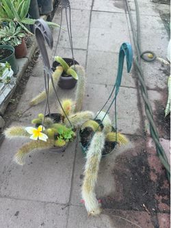 Monkey Tail Cactus
