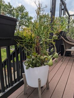 XXL LIVE CACTI/SUCCULENTS POT ON SALE