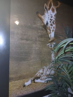 Big giraffe frame