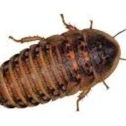 Dubia Roaches