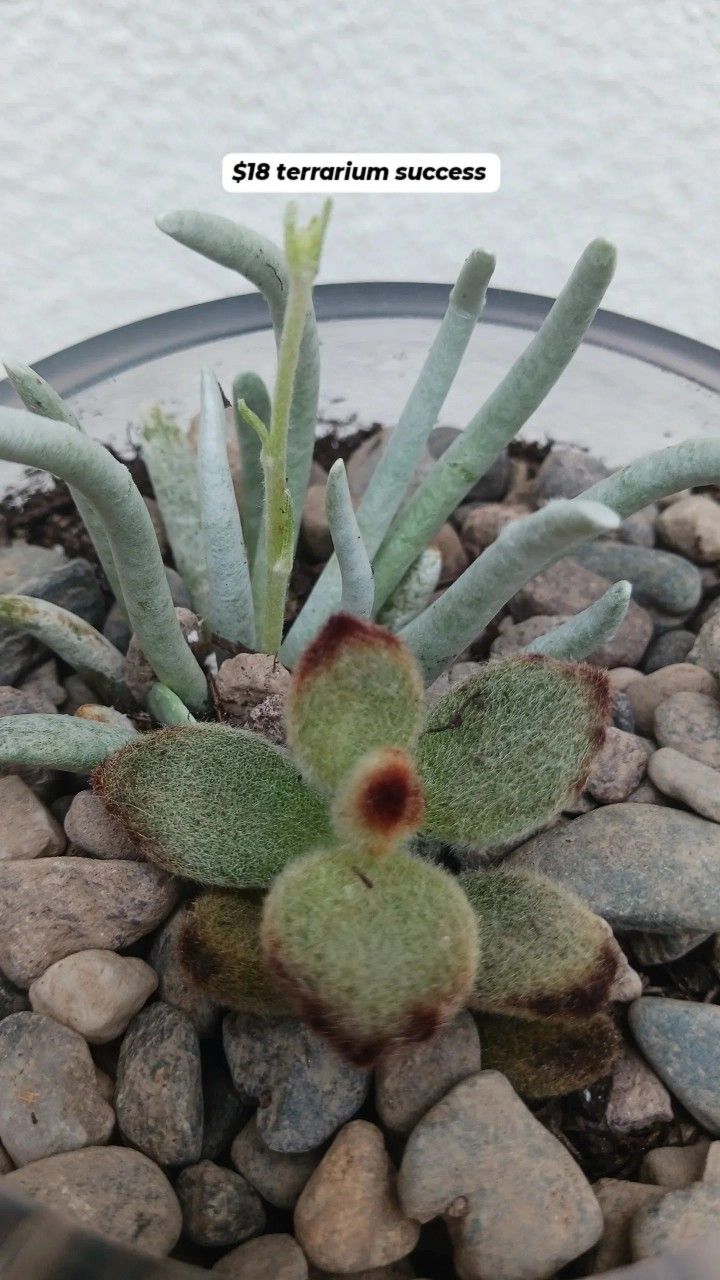 Succulent Terrarium 6'