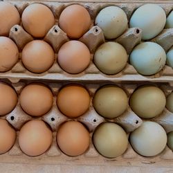 Fertile Organic Chicken Eggs for Hatching