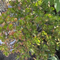 jade plant 