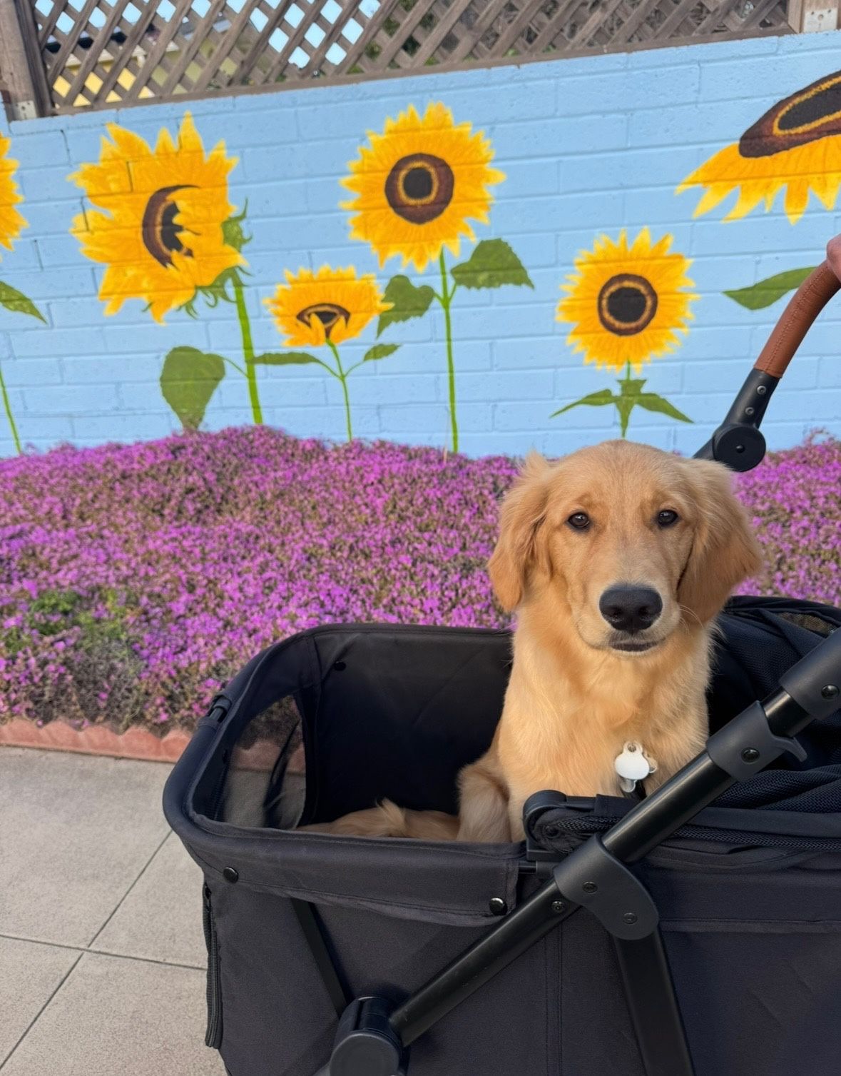 Dog Stroller