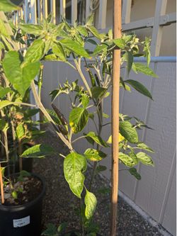 Chili plant & elephant ear plant & bạc hà & cây ớt & cây bồ ngóc