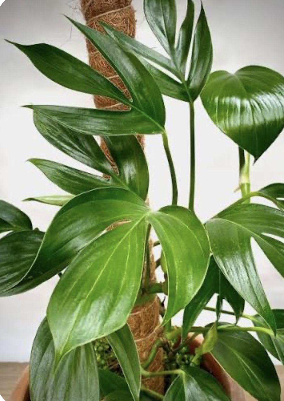 Philodendron Dragon Tail