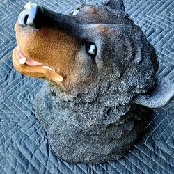 Bear trophy head mount Resin