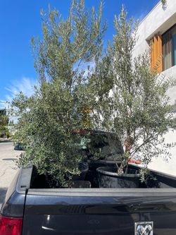 olive deal 2 for 300 or 200 for 1